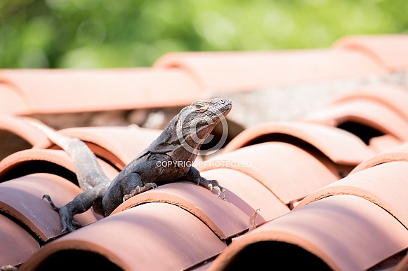Wild Iguana Wild Iguana