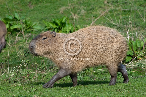 Capybara