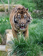Sumatran Tiger