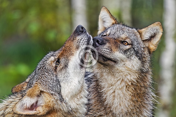 Two cute wolves