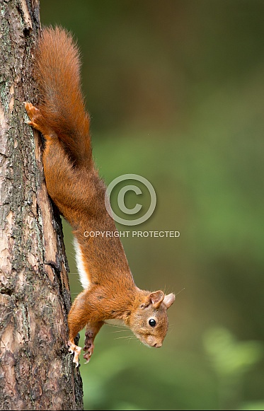 Red Squirrel