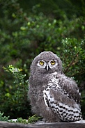 young snowy owl