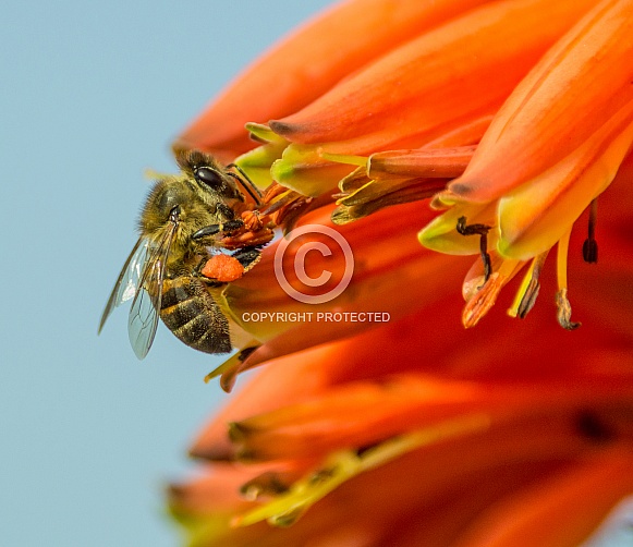 Cape Honey Bee Cape Honey Bee