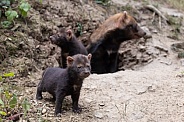 Bush Dogs
