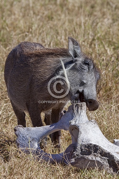 Wathog licking bones for calcium suppliment Wathog licking bones for calcium suppliment