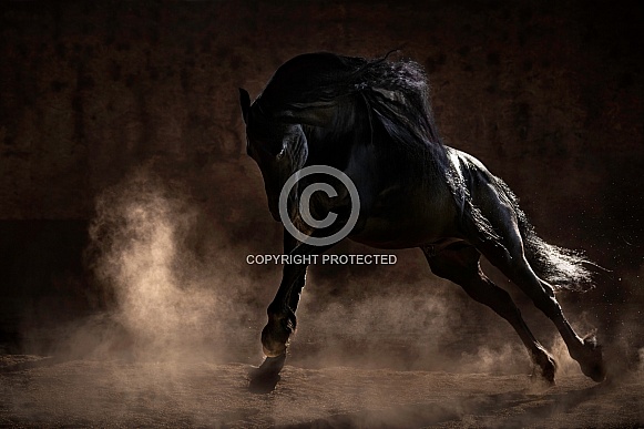 Friesian Horse--Burst of Power