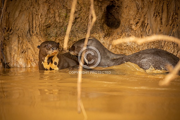 Giant river otter in the nature habitat