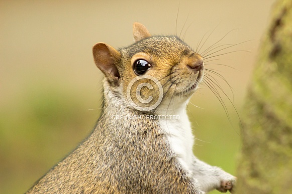 Grey Squirrel Grey Squirrel