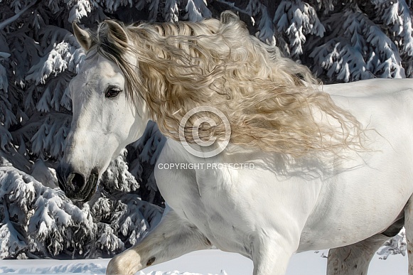 Andalusian Horse Andalusian Horse