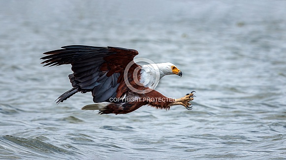 African Fish Eagle African Fish Eagle