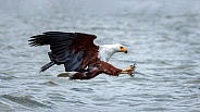 African Fish Eagle