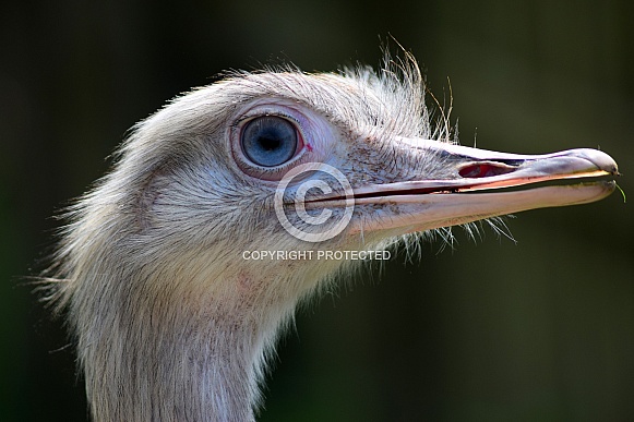 Greater Rhea Greater Rhea
