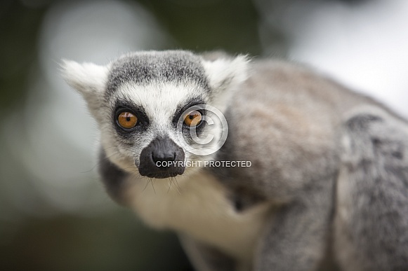 Ring-Tailed Lemur