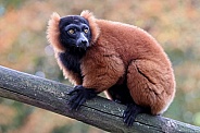 The red ruffed lemur (Varecia rubra)