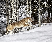 Coyote-Canine Hunter