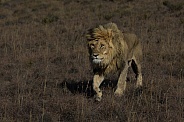 Male lion in Mountain Zebra National Park