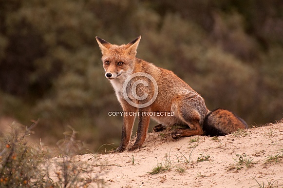 Red Fox Red Fox