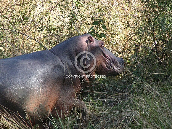 Hippo
