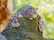 Snow Leopard