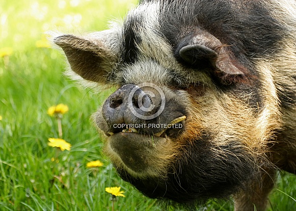 Kune Kune Pig Kune Kune Pig