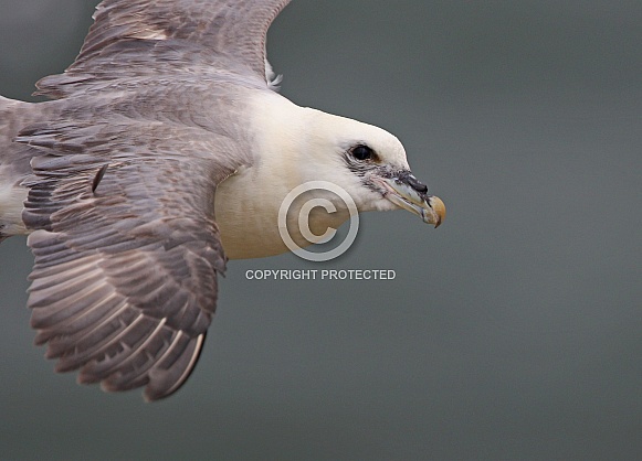 Fulmar