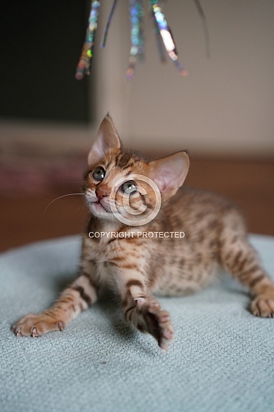 Savannah Cat Savannah Cat