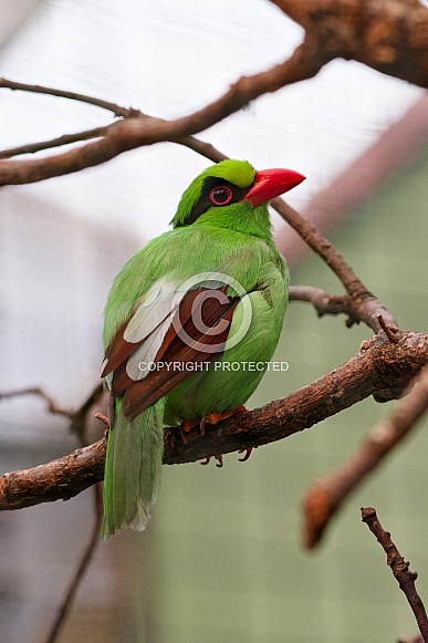 Javan Green Magpie