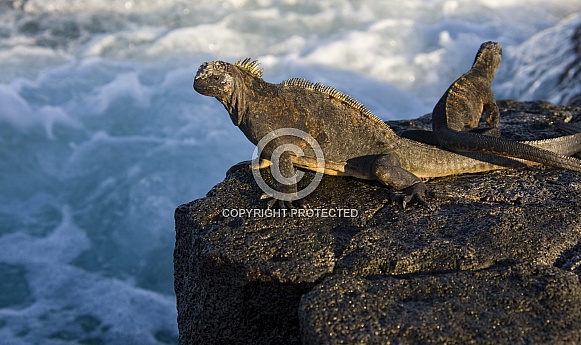 Marine Iguana - Galapagos Islands - Ecuador Marine Iguana - Galapagos Islands - Ecuador