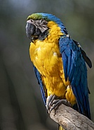 Blue and gold Macaw sitting on a branch