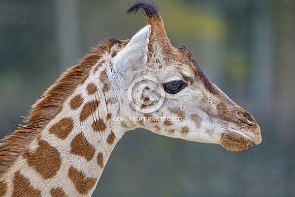 Giraffe Giraffe