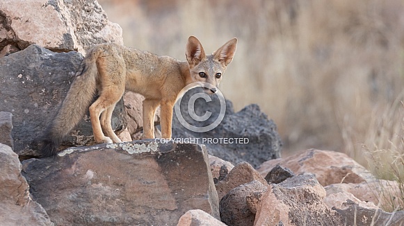 Kit Fox, Vulpes macrotis