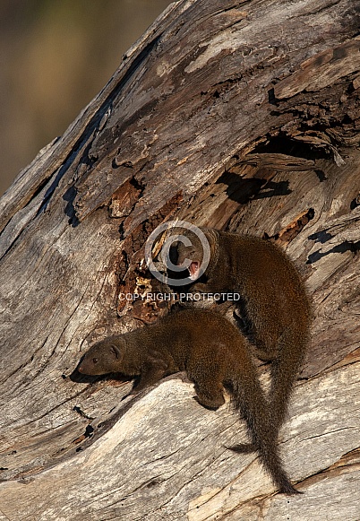 Dwarf Mongoose - Botswana