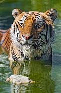 Amur Tiger in Water