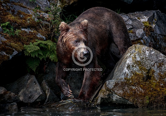 Bear standing near the water looking for fish