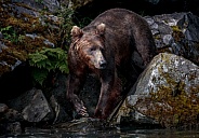 Bear standing near the water looking for fish