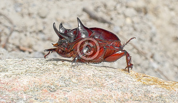 Ox beetle Ox beetle