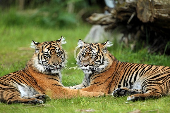 Pair of Sumatran Tigers