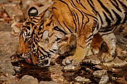 Beautiful tiger in the nature habitat. Tiger pose in amazing light. Wildlife scene with wild animal. Indian wildlife. Indian tiger. Panthera tigris tigris.