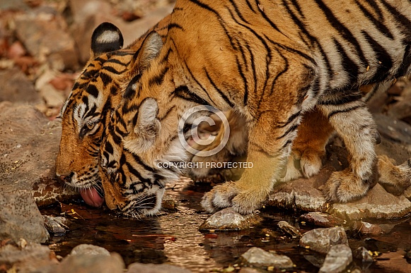 Beautiful tiger in the nature habitat. Tiger pose in amazing light. Wildlife scene with wild animal. Indian wildlife. Indian tiger. Panthera tigris tigris.