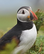 Puffin