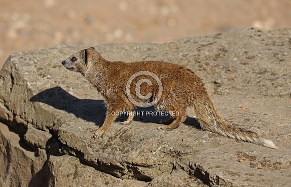Mongoose