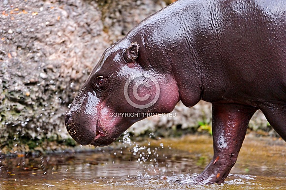 Pigmy Hippopotamus