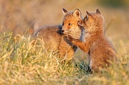 Red fox cubs in there natural habitat