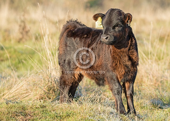 Aberdeen Angus Calf Aberdeen Angus Calf