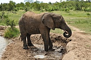 Bathing Elephant