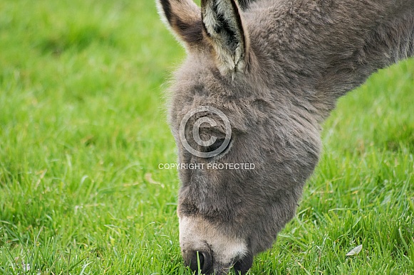 Grazing Miniature Donkey