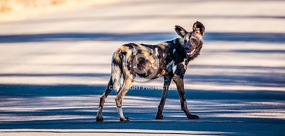 African Wild Dog