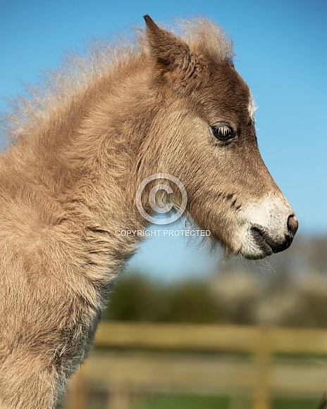 Miniature Horse Foal Miniature Horse Foal