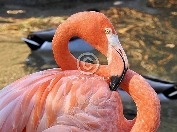 Flamingos