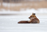 Red fox in Nature
